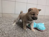 #4, a female Shiba Inu for sale in Montgomery, IN – 6 of 9