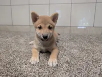 Tater, a male Shiba Inu for sale in Montgomery, IN – 3 of 8