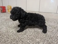 Gary, a male Poodle - Miniature  for sale in Montgomery, IN – 3 of 7