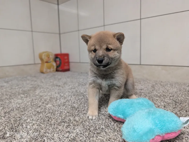 #4 – Shiba Inu puppy for sale in Montgomery, IN