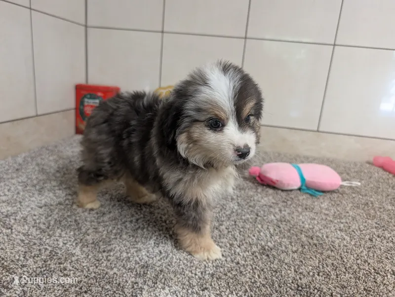 Jared – Miniature Australian Shepherd puppy for sale in Montgomery, IN
