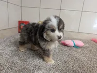Jared, a male Miniature Australian Shepherd for sale in Montgomery, IN – 1 of 6