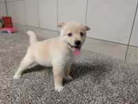 #1, a male Shiba Inu for sale in Montgomery, IN – 7 of 8