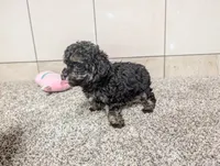 George, a male Poodle - Toy  for sale in Montgomery, IN – 4 of 10