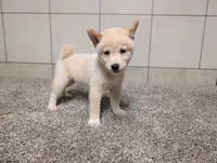 #1, a male Shiba Inu for sale in Montgomery, IN – 2 of 8