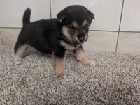 Coco, a male Shiba Inu for sale in Montgomery, IN – 3 of 5