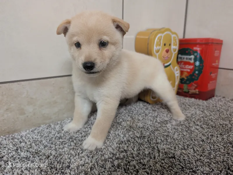 #1 – Shiba Inu puppy for sale in Montgomery, IN