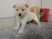 #1, a male Shiba Inu for sale in Montgomery, IN – 5 of 8