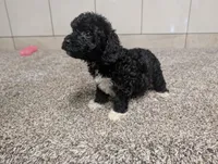 Jan, a female Poodle - Miniature  for sale in Montgomery, IN – 2 of 7