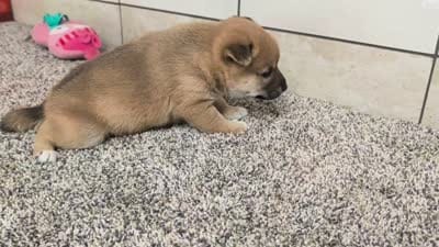 Jada, a female Shiba Inu for sale in Montgomery, IN – 5 of 5