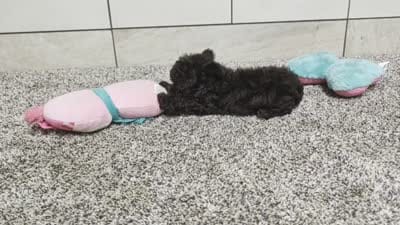 Lydiann, a female Poodle - Toy  for sale in Montgomery, IN – 7 of 7