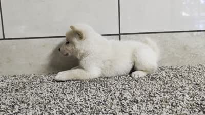 #3, a female Shiba Inu for sale in Montgomery, IN – 5 of 5