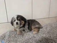 Jared, a male Miniature Australian Shepherd for sale in Montgomery, IN – 4 of 6