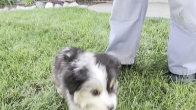 Jared, a male Miniature Australian Shepherd for sale in Montgomery, IN – 6 of 6