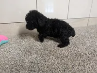 Terry , a male Poodle - Miniature  for sale in Montgomery, IN – 5 of 7