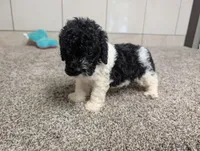 Spotty , a male Poodle - Miniature  for sale in Montgomery, IN – 3 of 7