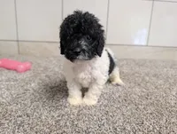Spotty , a male Poodle - Miniature  for sale in Montgomery, IN – 5 of 7