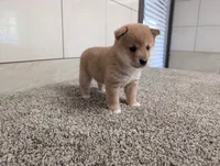 Janet, a female Shiba Inu for sale in Montgomery, IN – 4 of 5