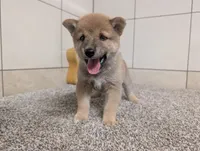 #2, a male Shiba Inu for sale in Montgomery, IN – 7 of 8