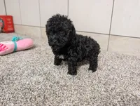 Lena, a female Poodle - Toy  for sale in Montgomery, IN – 6 of 10