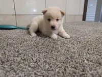 #1, a male Shiba Inu for sale in Montgomery, IN – 3 of 5