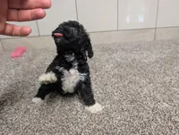 Jan, a female Poodle - Miniature  for sale in Montgomery, IN – 3 of 7