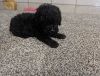 Gary, a male Poodle - Miniature  for sale in Montgomery, IN – 6 of 7
