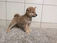 #2, a male Shiba Inu for sale in Montgomery, IN – 2 of 8