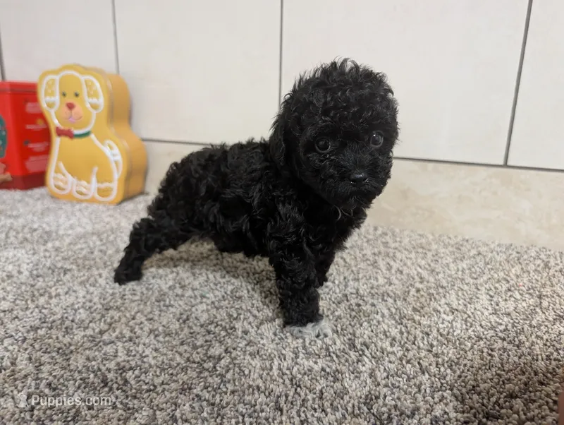 Lena – Poodle - Toy  puppy for sale in Montgomery, IN