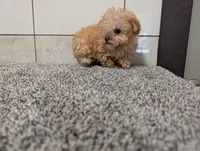 Jean , a female Poodle - Toy  for sale in Montgomery, IN – 4 of 6