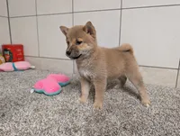#4, a female Shiba Inu for sale in Montgomery, IN – 3 of 9