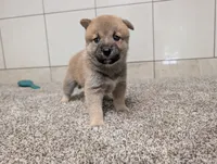 #4, a female Shiba Inu for sale in Montgomery, IN – 2 of 5
