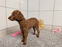 Keith , a male Poodle - Toy  for sale in Montgomery, IN – 7 of 10