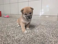 Jada, a female Shiba Inu for sale in Montgomery, IN – 1 of 5