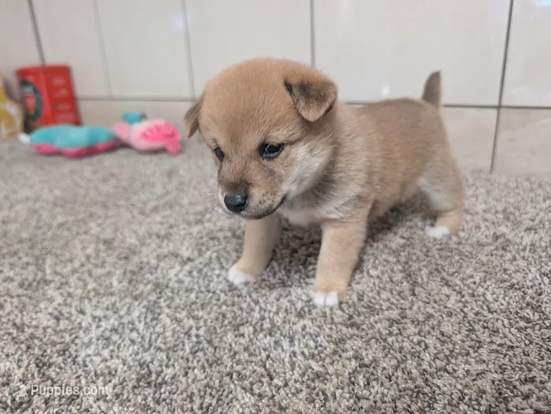 Perry – Shiba Inu puppy for sale in Montgomery, IN