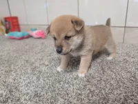 Perry, a male Shiba Inu for sale in Montgomery, IN – 1 of 5