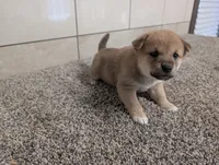 Perry, a male Shiba Inu for sale in Montgomery, IN – 2 of 5
