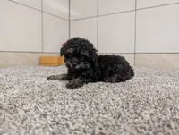 George, a male Poodle - Toy  for sale in Montgomery, IN – 6 of 10