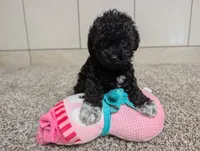 Lena, a female Poodle - Toy  for sale in Montgomery, IN – 8 of 10