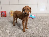Keith , a male Poodle - Toy  for sale in Montgomery, IN – 10 of 10