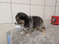 Jared, a male Miniature Australian Shepherd for sale in Montgomery, IN – 5 of 6