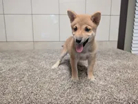 Tater, a male Shiba Inu for sale in Montgomery, IN – 6 of 8