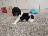 Spotty , a male Poodle - Miniature  for sale in Montgomery, IN – 2 of 7