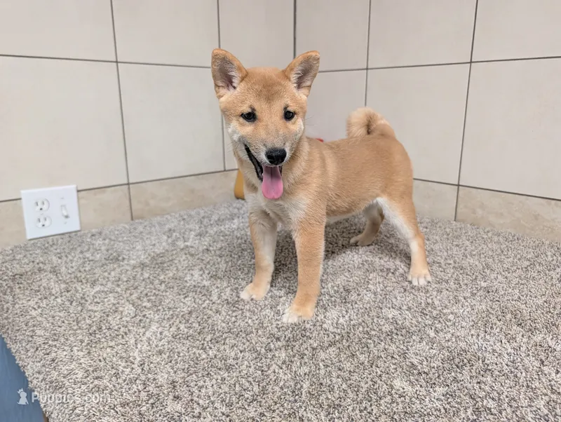 Tater – Shiba Inu puppy for sale in Montgomery, IN