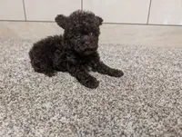 Lydiann, a female Poodle - Toy  for sale in Montgomery, IN – 1 of 7