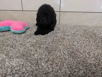 Terry , a male Poodle - Miniature  for sale in Montgomery, IN – 2 of 7
