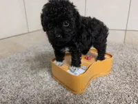 Lena, a female Poodle - Toy  for sale in Montgomery, IN – 3 of 10