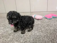 George, a male Poodle - Toy  for sale in Montgomery, IN – 5 of 10