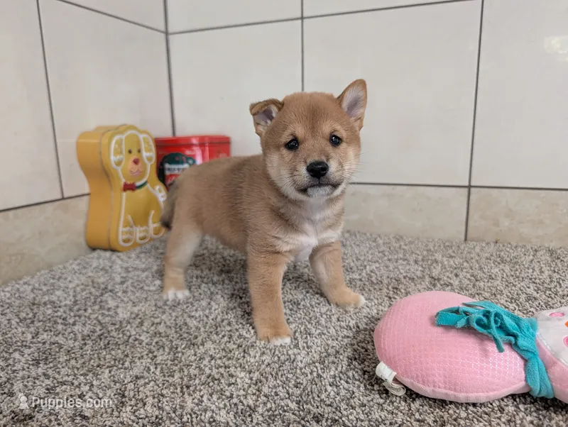 Jerry – Shiba Inu puppy for sale in Montgomery, IN