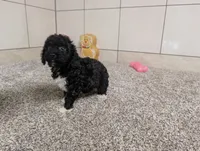 Jan, a female Poodle - Miniature  for sale in Montgomery, IN – 5 of 7